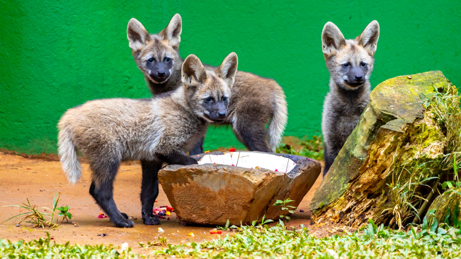 Zoológico de São Paulo apresenta filhotes de lobo-guará