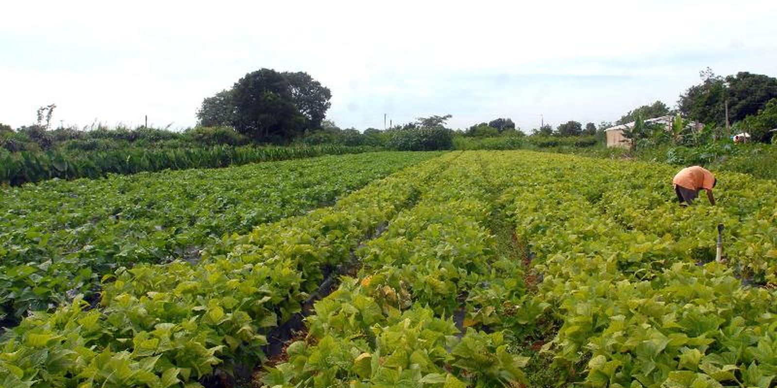 Governo libera R$64,3 mi para compra de alimentos e apoio a povos indígenas