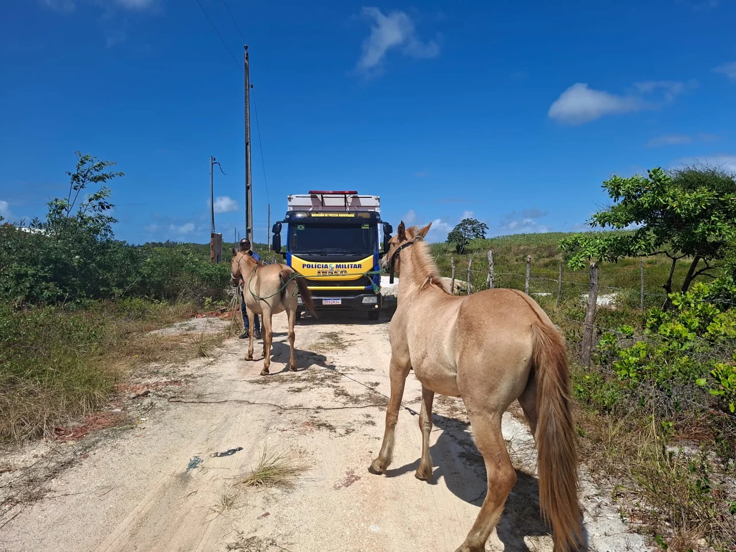 BPRv recolhe 13 animais soltos em rodovias de Sergipe
