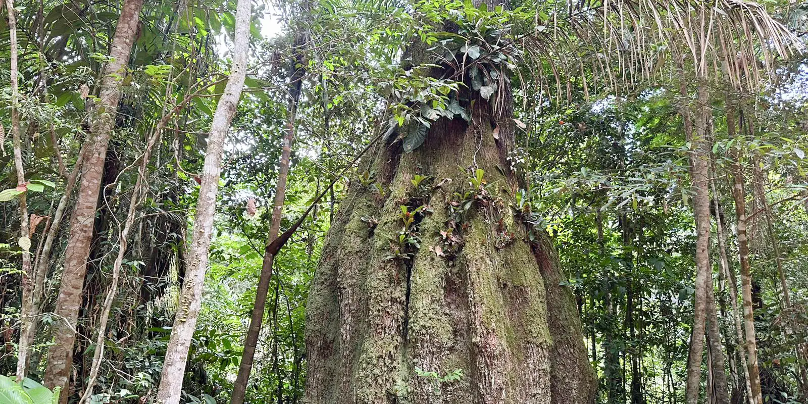 Presidente cria quatro reservas no Amazonas e garante proteção de 669 mil ha