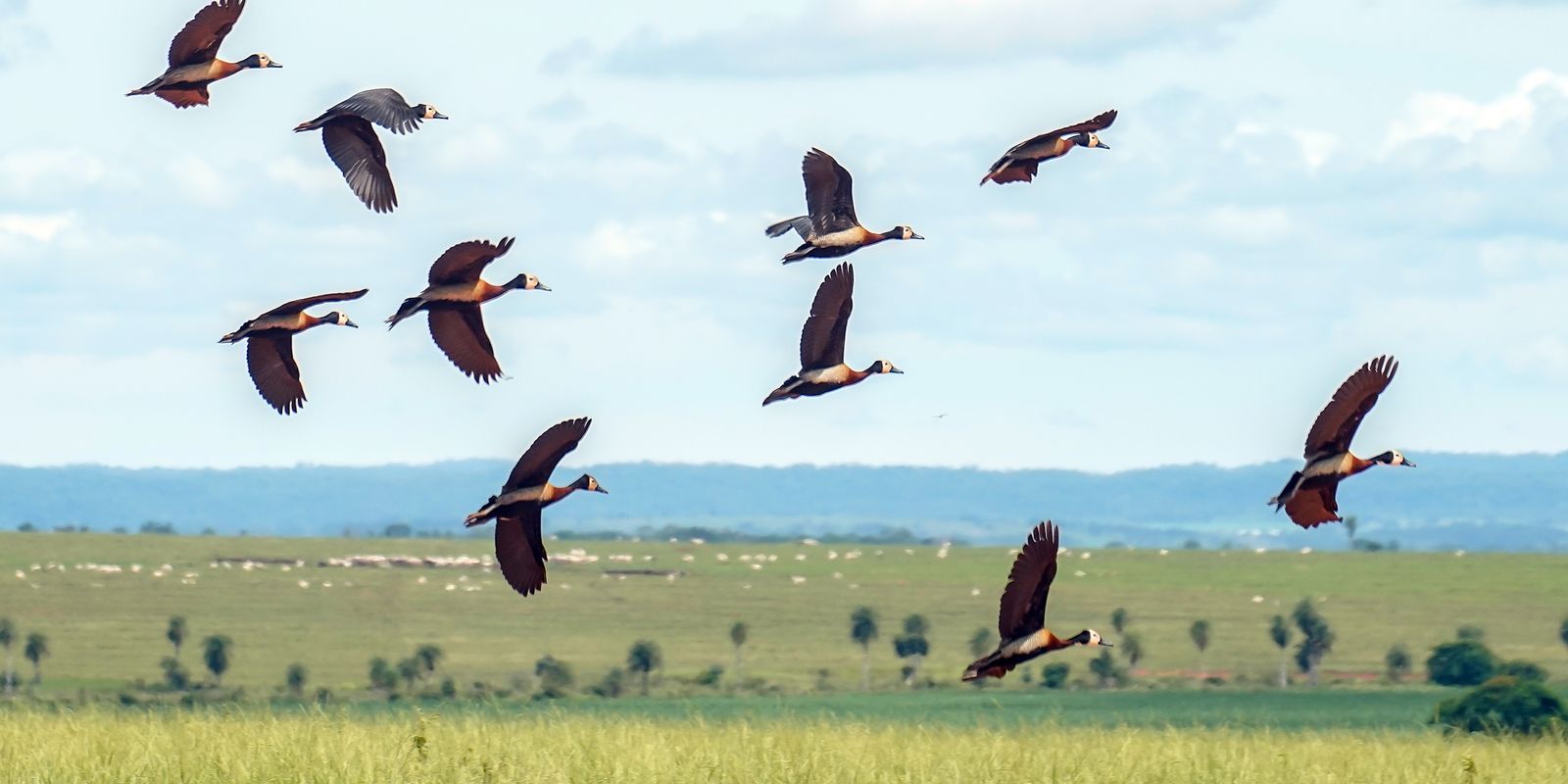 Relatório: salvar a biodiversidade exige US$ 1,317 trilhão por ano