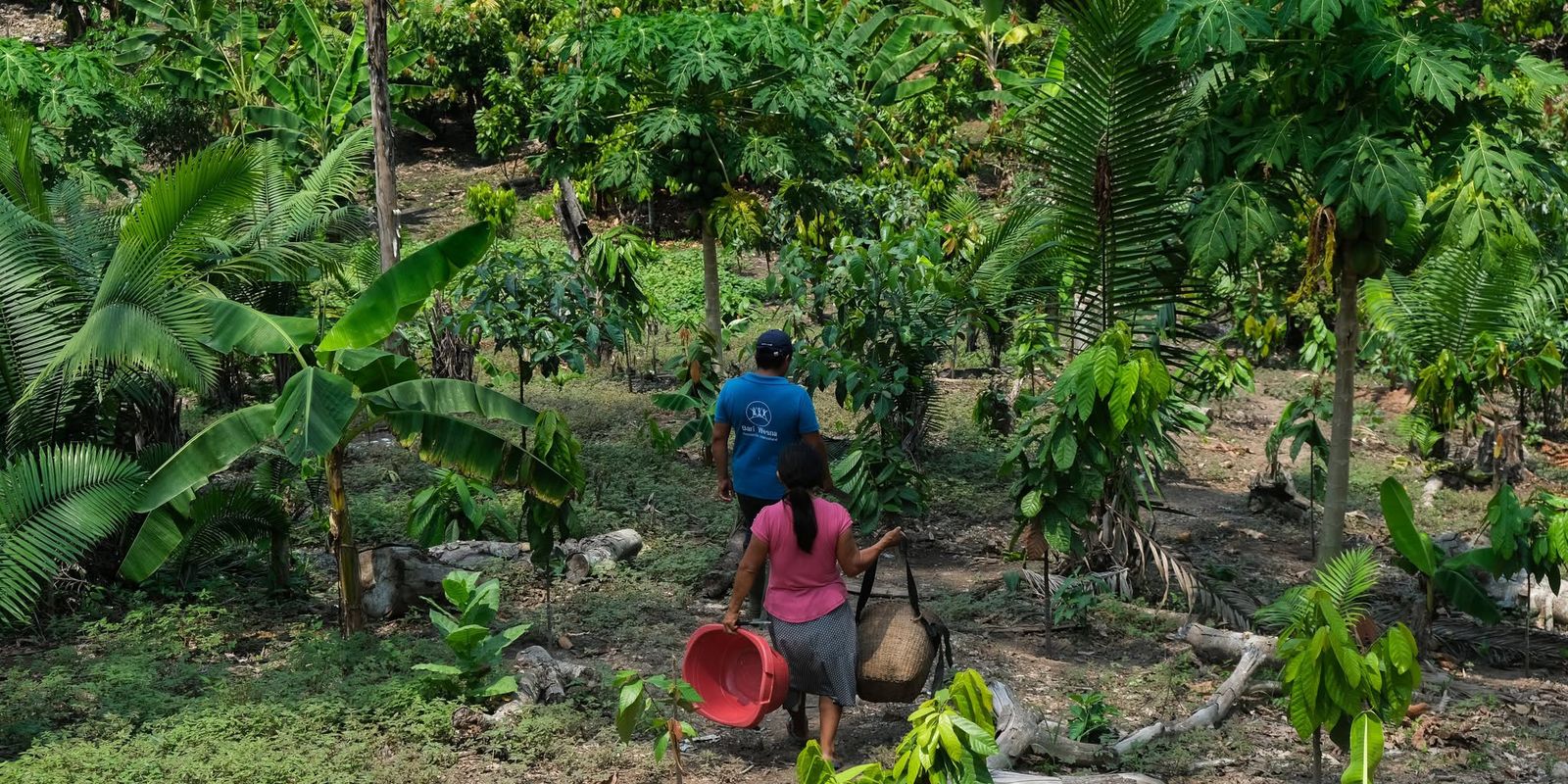 Seca, inundações e degradação ameaçam alimentos e saberes na América Latina