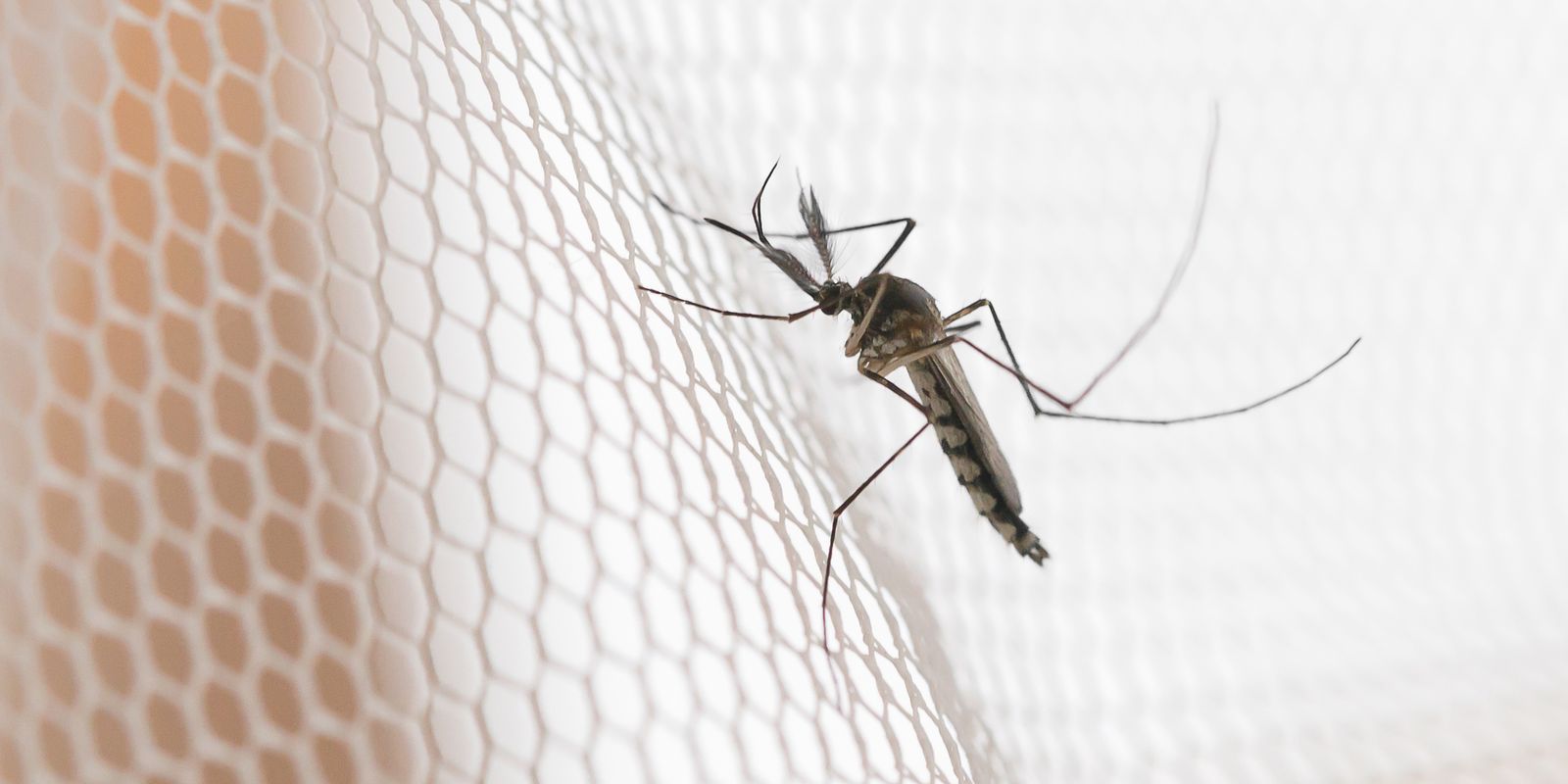 Três cidades do noroeste paulista lideram surto de dengue em 2026