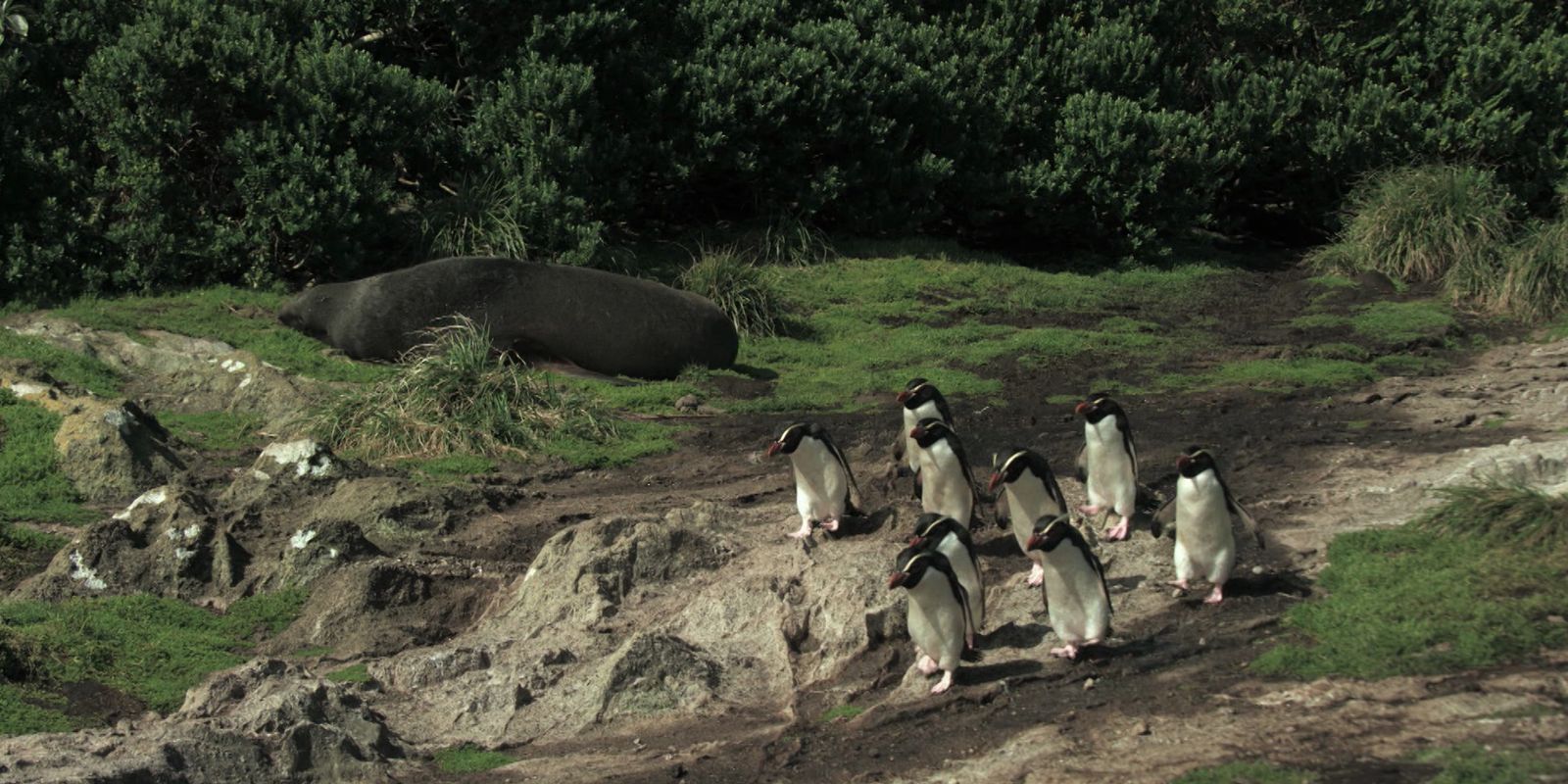 TV Brasil estreia Criaturas do Grande Azul com imagens do oceano