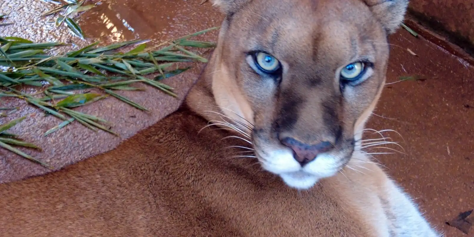 Veja como a fauna urbana resiste em SP e iniciativas de recuperação