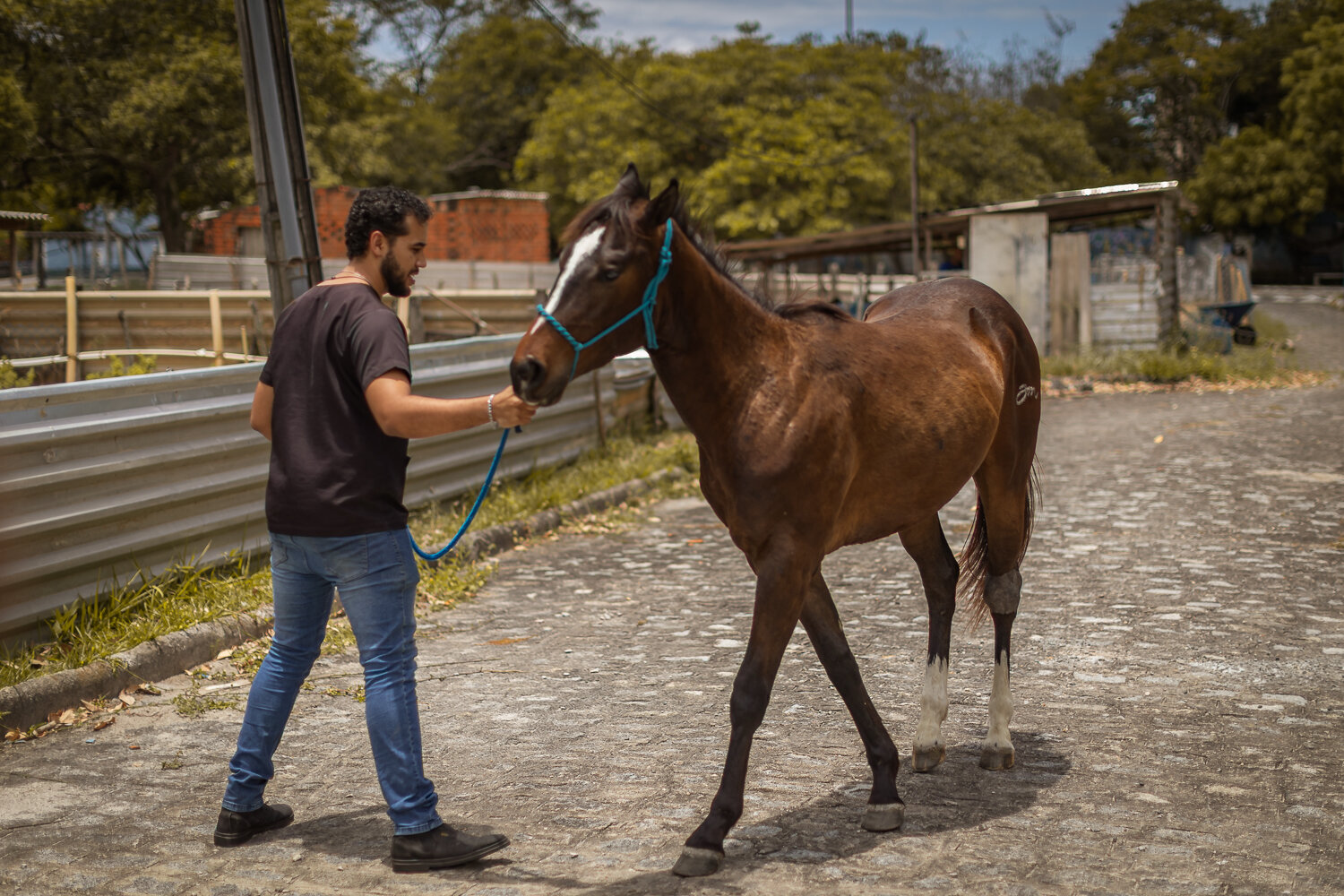 UFS inicia atendimento veterinário gratuito para cavalos