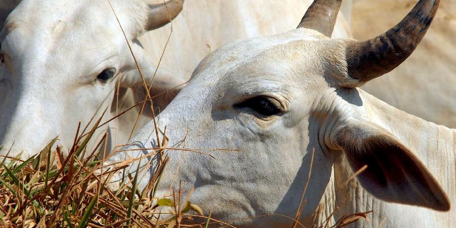China impõe tarifa total de 67% à carne bovina brasileira