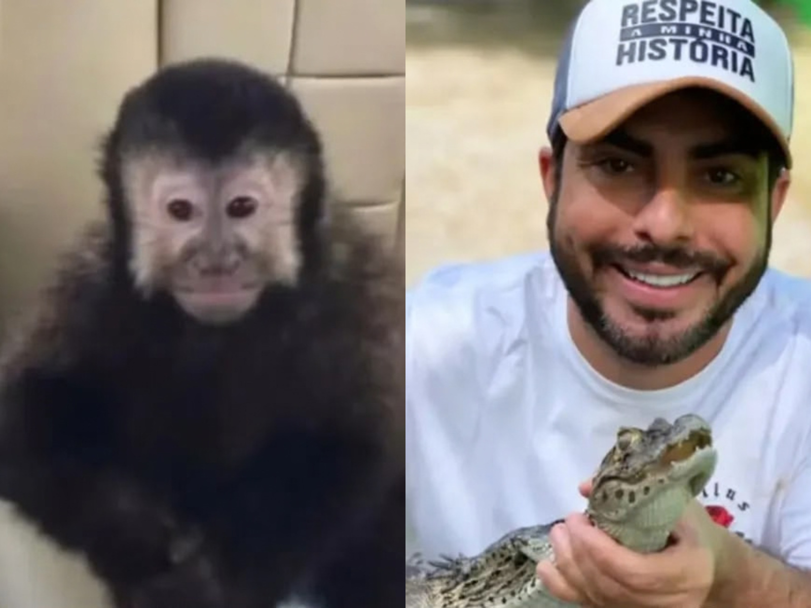 Macaco-prego resgatado em condomínio de Salvador morre