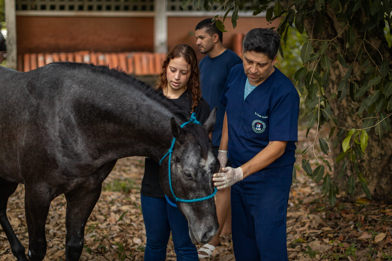 UFS inicia agendamento gratuito de atendimento veterinário para cavalos